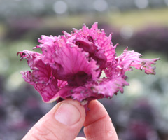 Novel vegetable Flower Sprout at UK horticultural trials