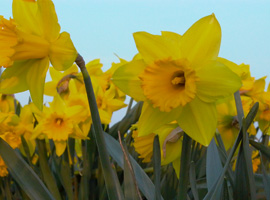 Commercial daffodil production in Lincolnshire