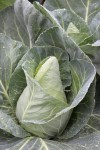Caraflex F1 pointed cabbage